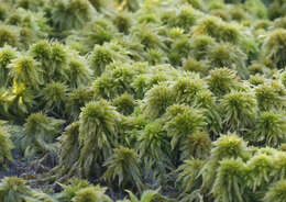 Image of Torrey's sphagnum