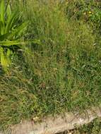 Image of pitted beardgrass