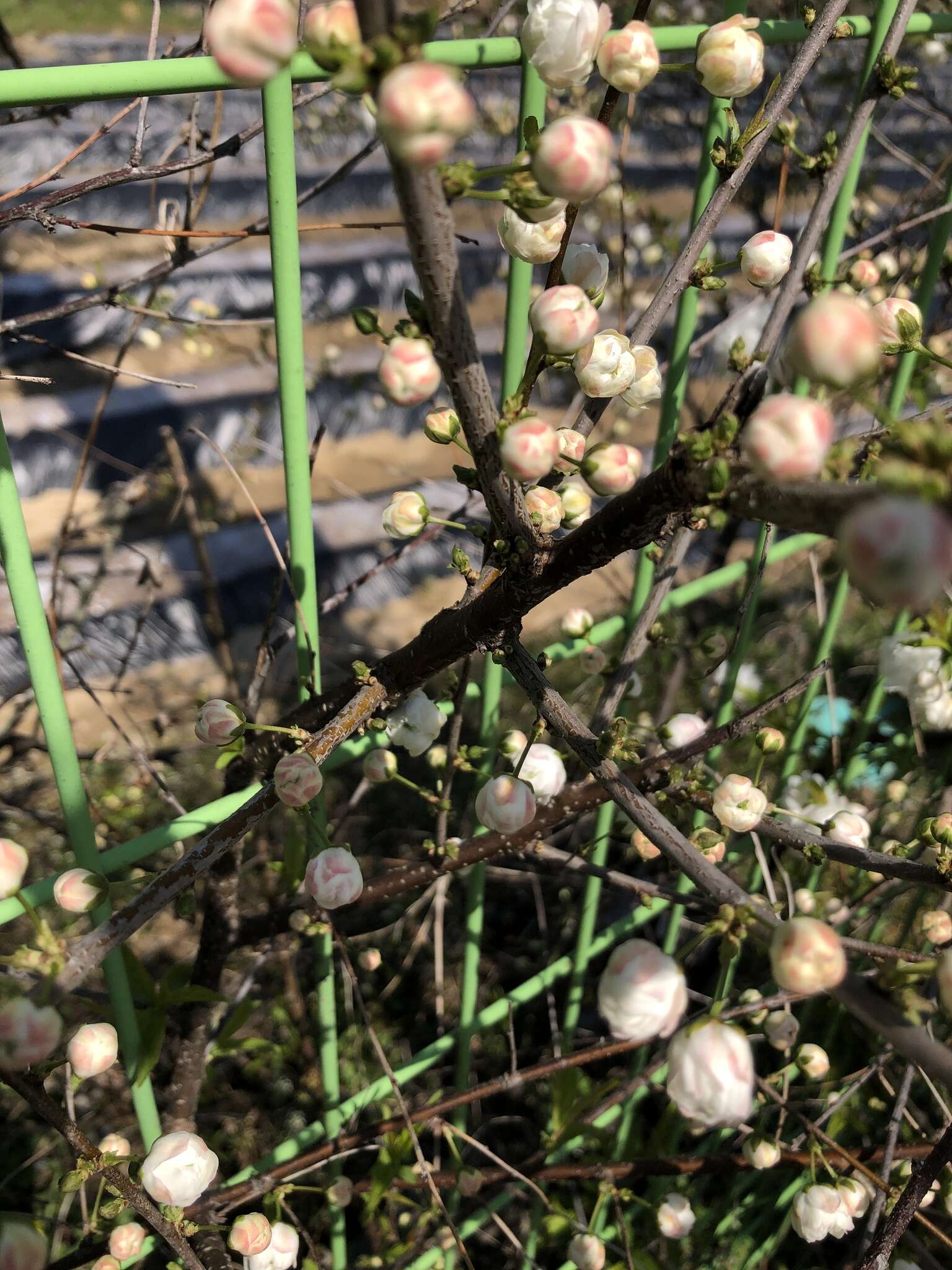 Imagem de Prunus glandulosa C. P. Thunb. ex A. Murray