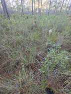 Image of Florida Dropseed