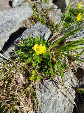 Image of Ranunculus sericophyllus Hook. fil.