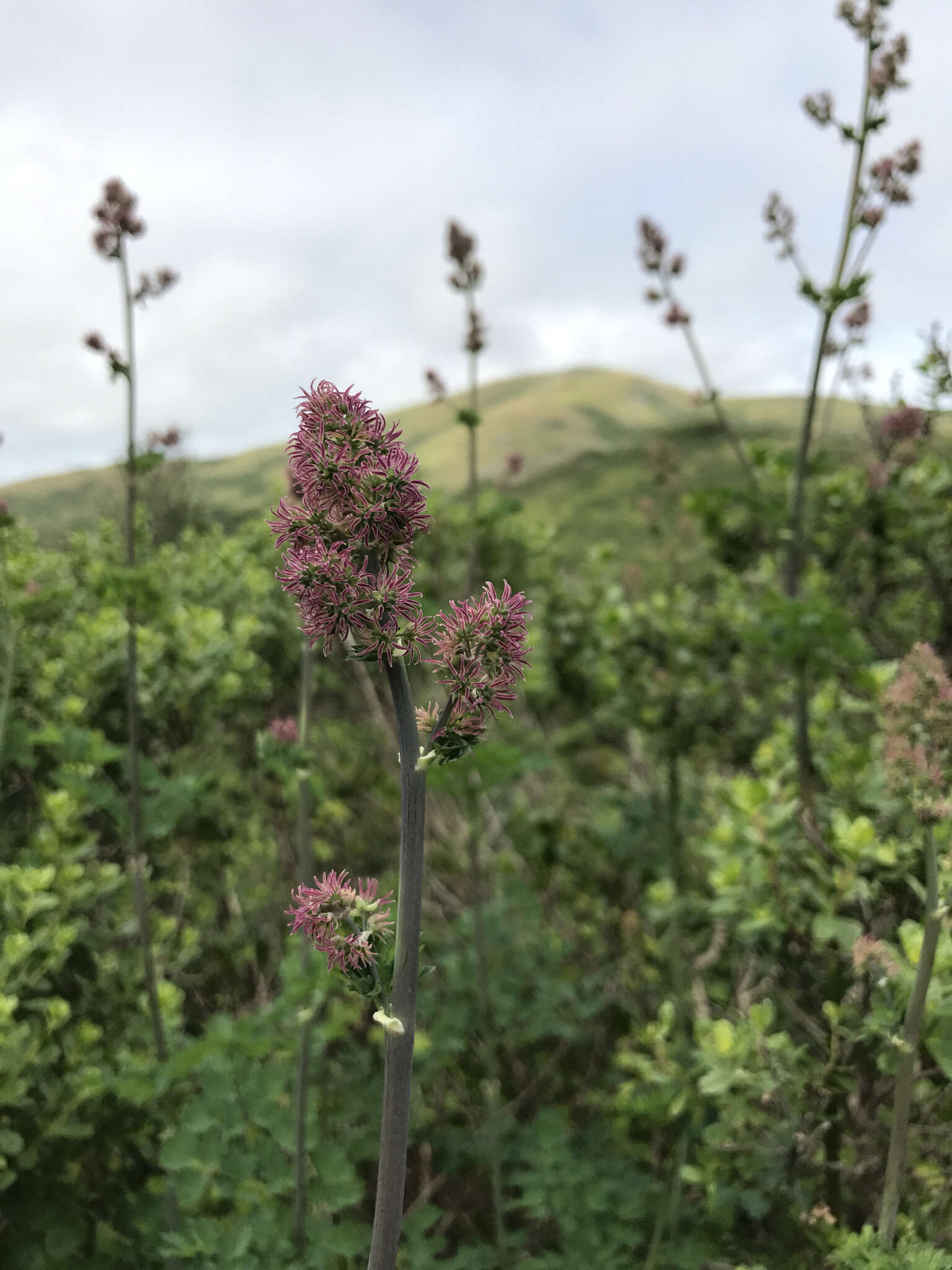 Image of Fendler's meadow-rue