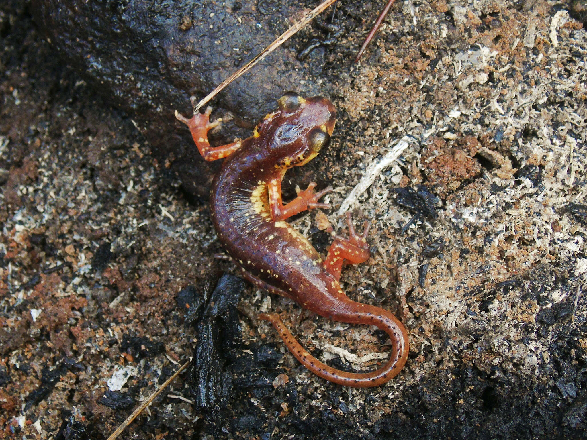 Image of Lyciasalamandra flavimembris (Mutz & Steinfartz 1995)