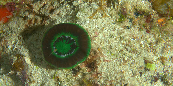 Image of Artichoke Coral