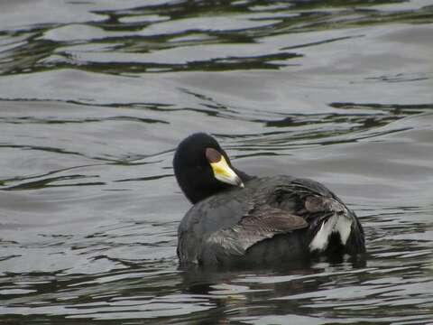 Image of Fulica americana columbiana Chapman 1914