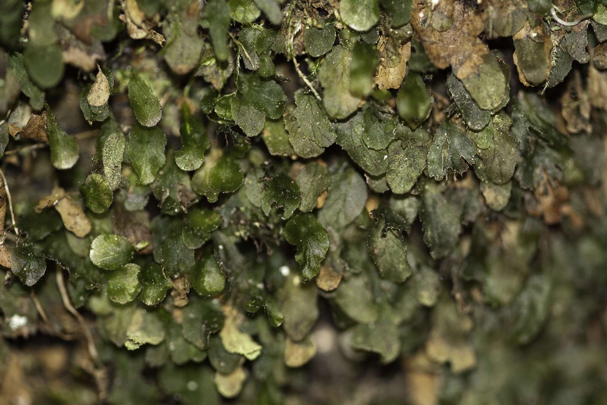 Image of Dwarf Filmy Fern