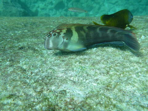 Image of Large-banded Blenny