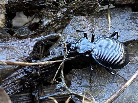 صورة Scaphinotus (Brennus) interruptus (Ménétriés 1843)