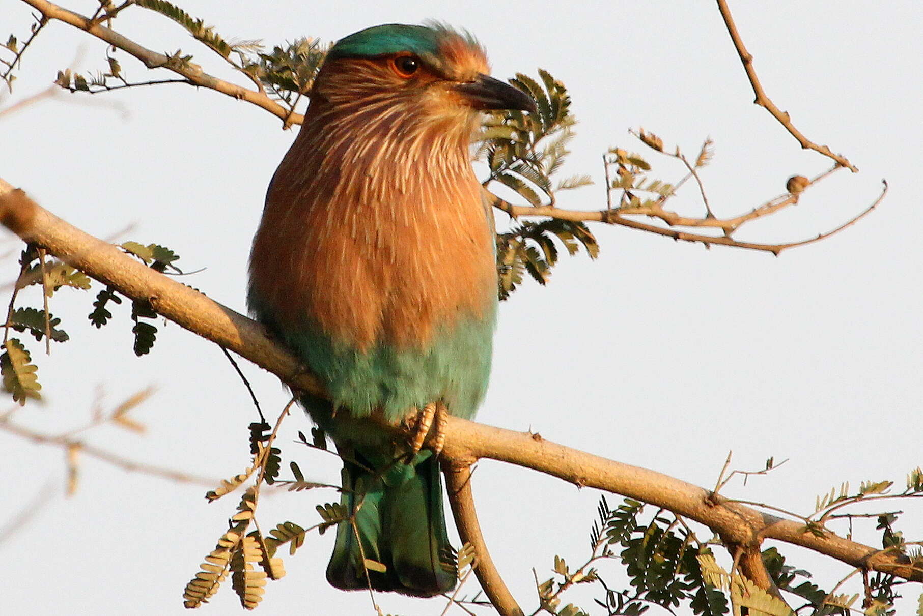 Imagem de Coracias benghalensis (Linnaeus 1758)