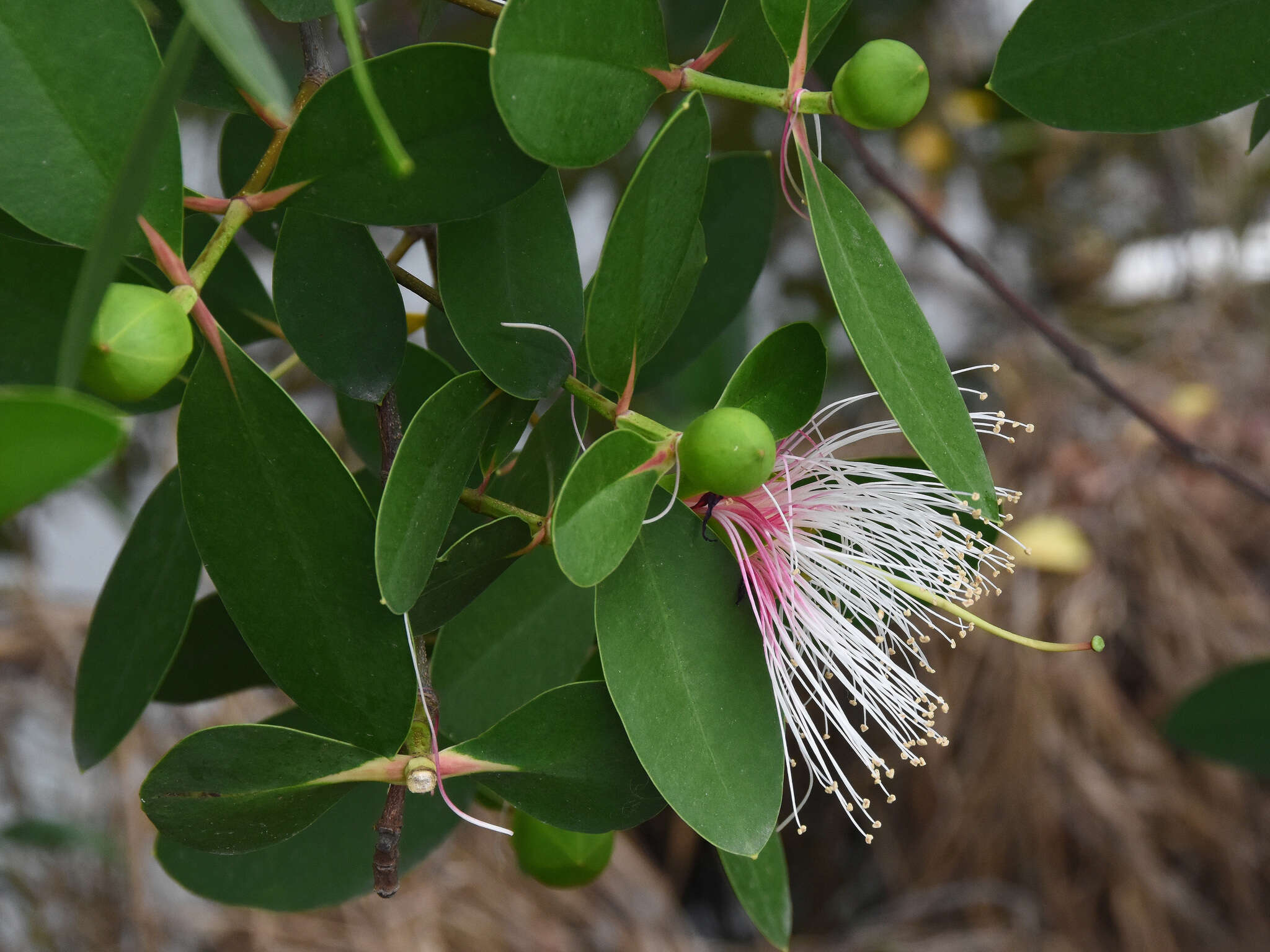 Image of Sonneratia caseolaris (L.) A. Engl.