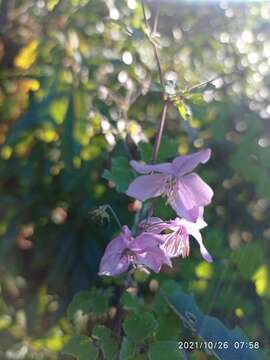 Thalictrum reniforme Wall. resmi