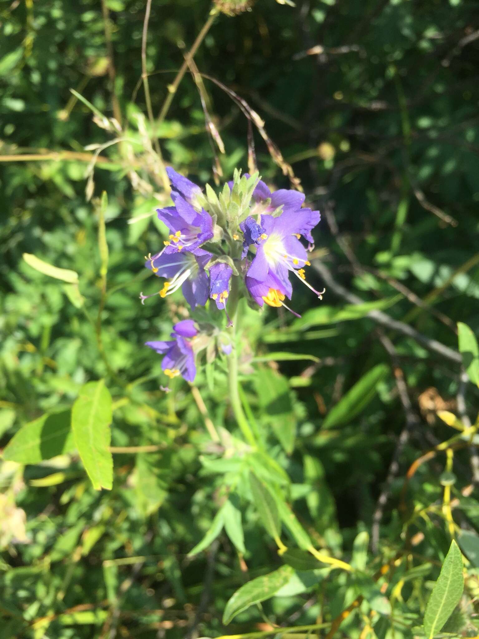 白花荵的圖片