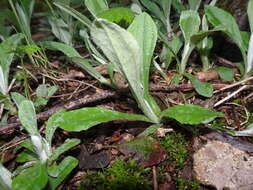 Imagem de Antennaria parlinii Fern.