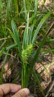 Sivun Carex lupuliformis Sartwell ex Dewey kuva