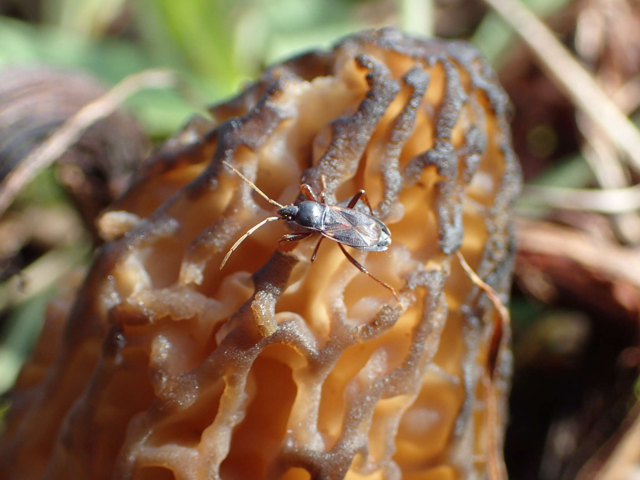 صورة Eremocoris semicinctus Van Duzee & E. P. 1921