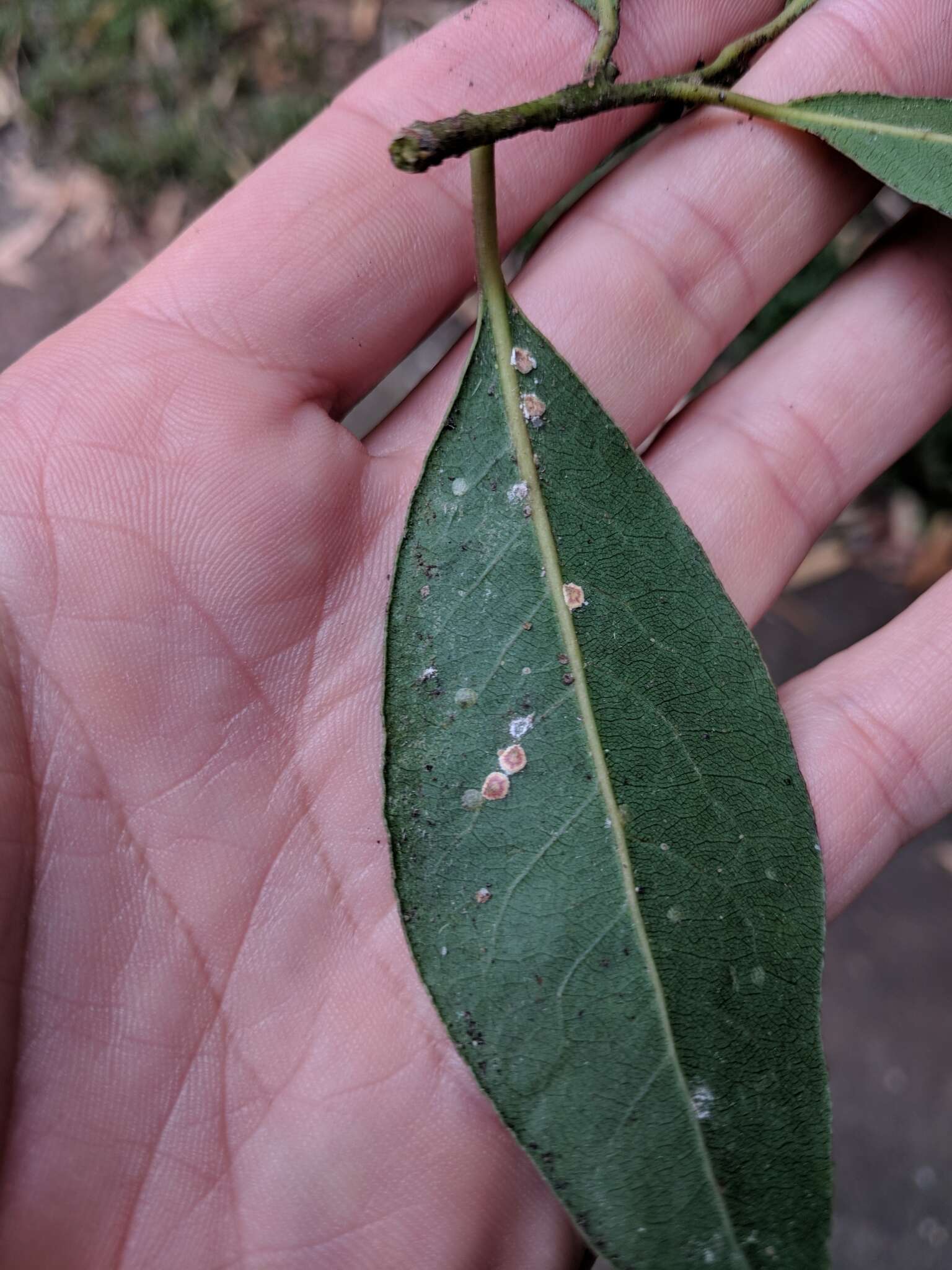 Plancia ëd Protopulvinaria pyriformis (Cockerell 1894)