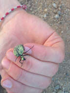 Image of Desert Spider Beetles