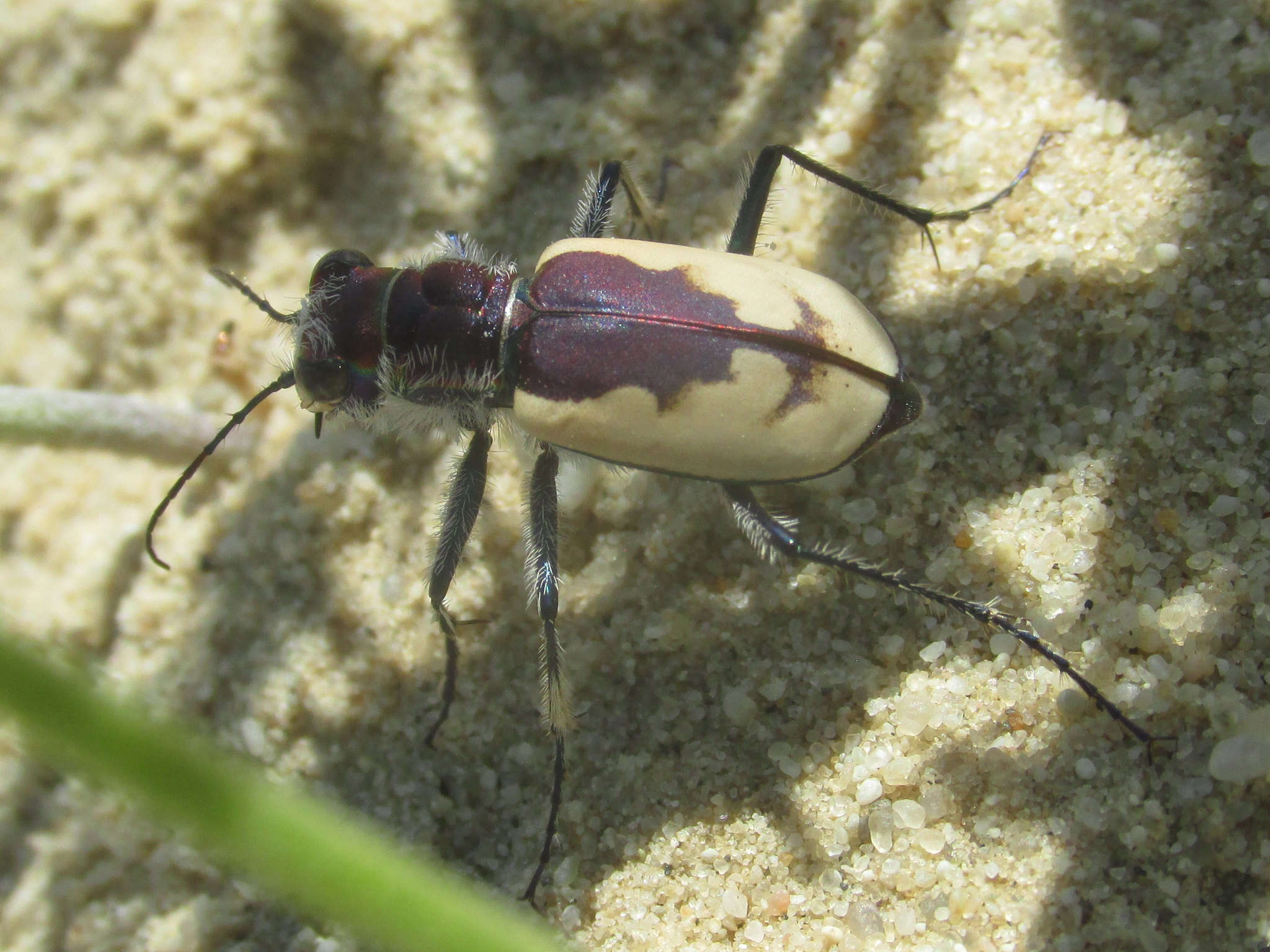 Image of Cicindela (Cicindela) formosa gibsoni Brown 1940