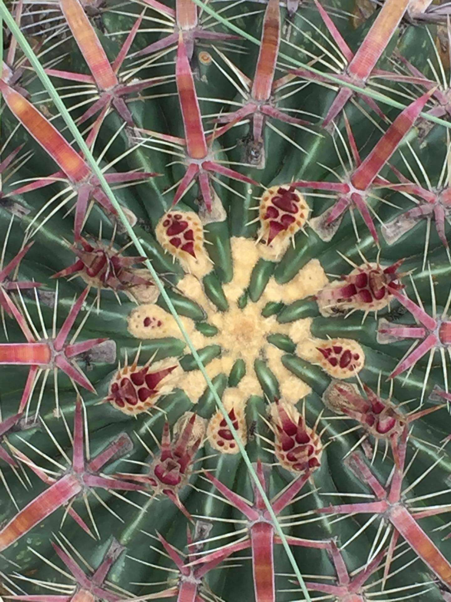 Image of Ferocactus latispinus (Haw.) Britton & Rose