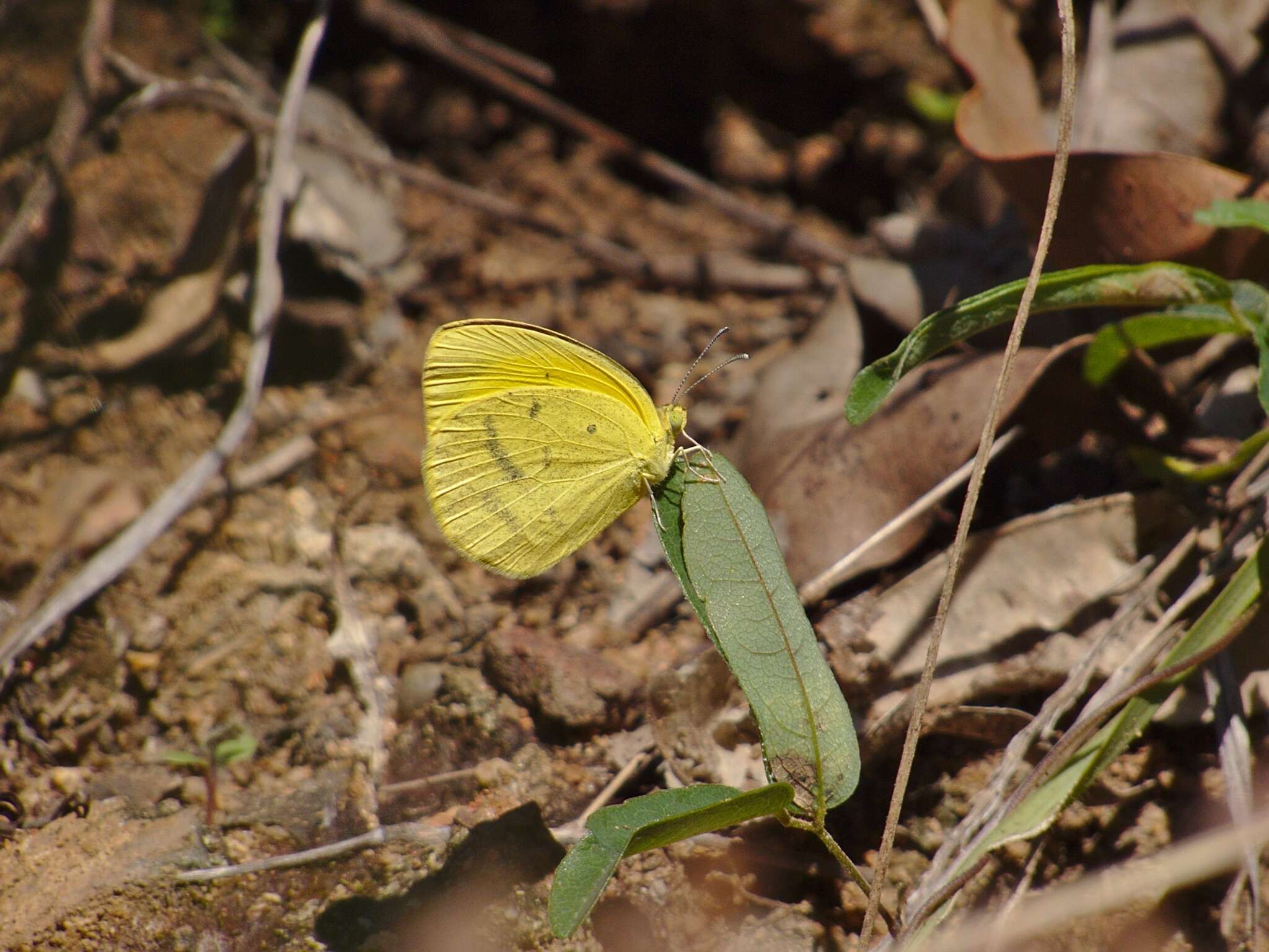 Слика од Eurema herla (Macleay 1826)