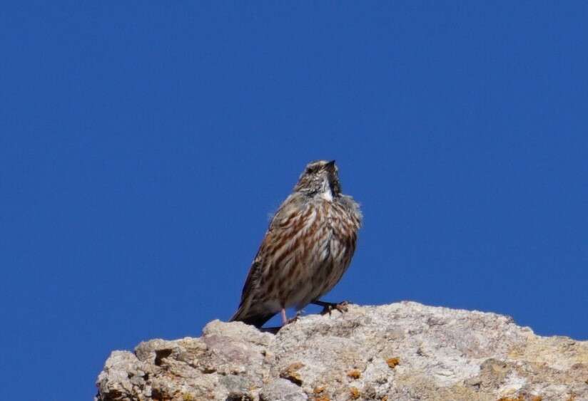 Image of Altai Accentor