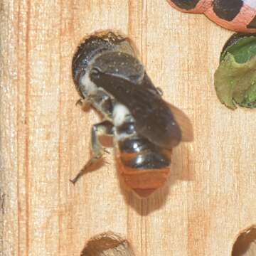 Imagem de Megachile chrysorrhoea Gerstäcker 1858