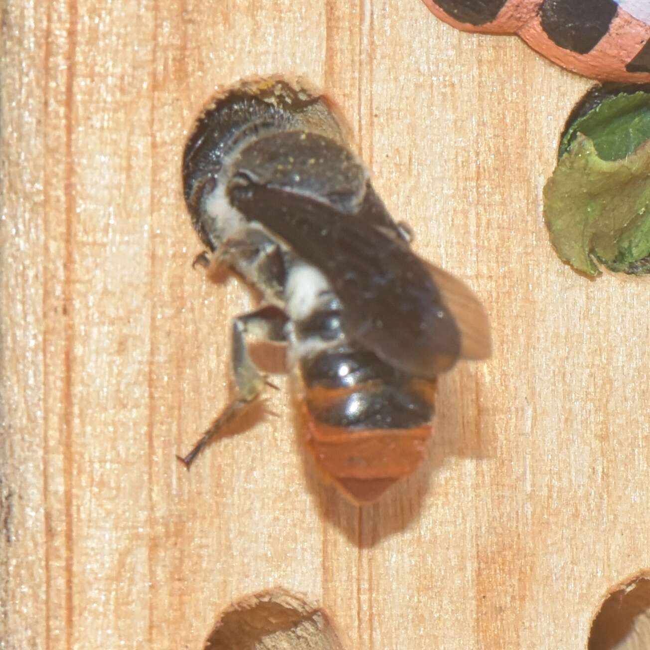 Megachile chrysorrhoea Gerstäcker 1858 resmi