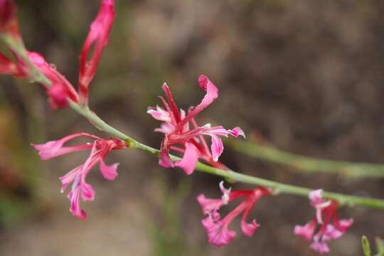 Image of Tritoniopsis ramosa (Klatt) G. J. Lewis