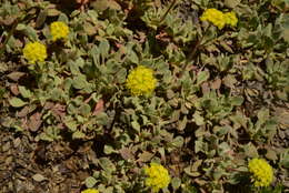 Image of Jaynes Canyon buckwheat