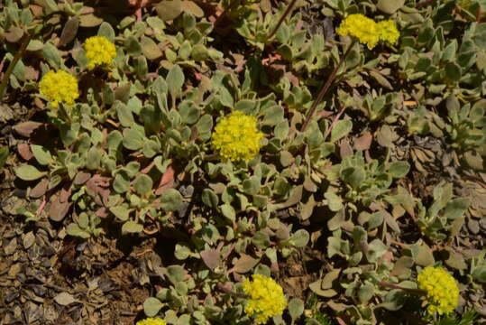 Imagem de Eriogonum diclinum Reveal