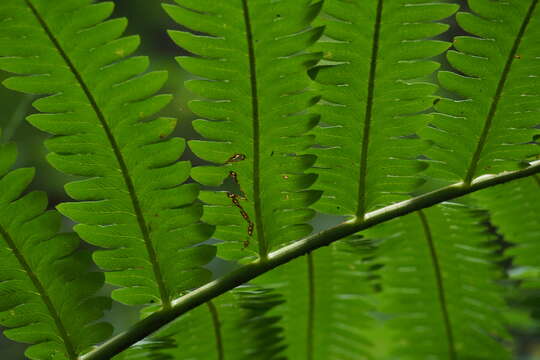 Image of Onoclea orientalis (Hook.) Hook.