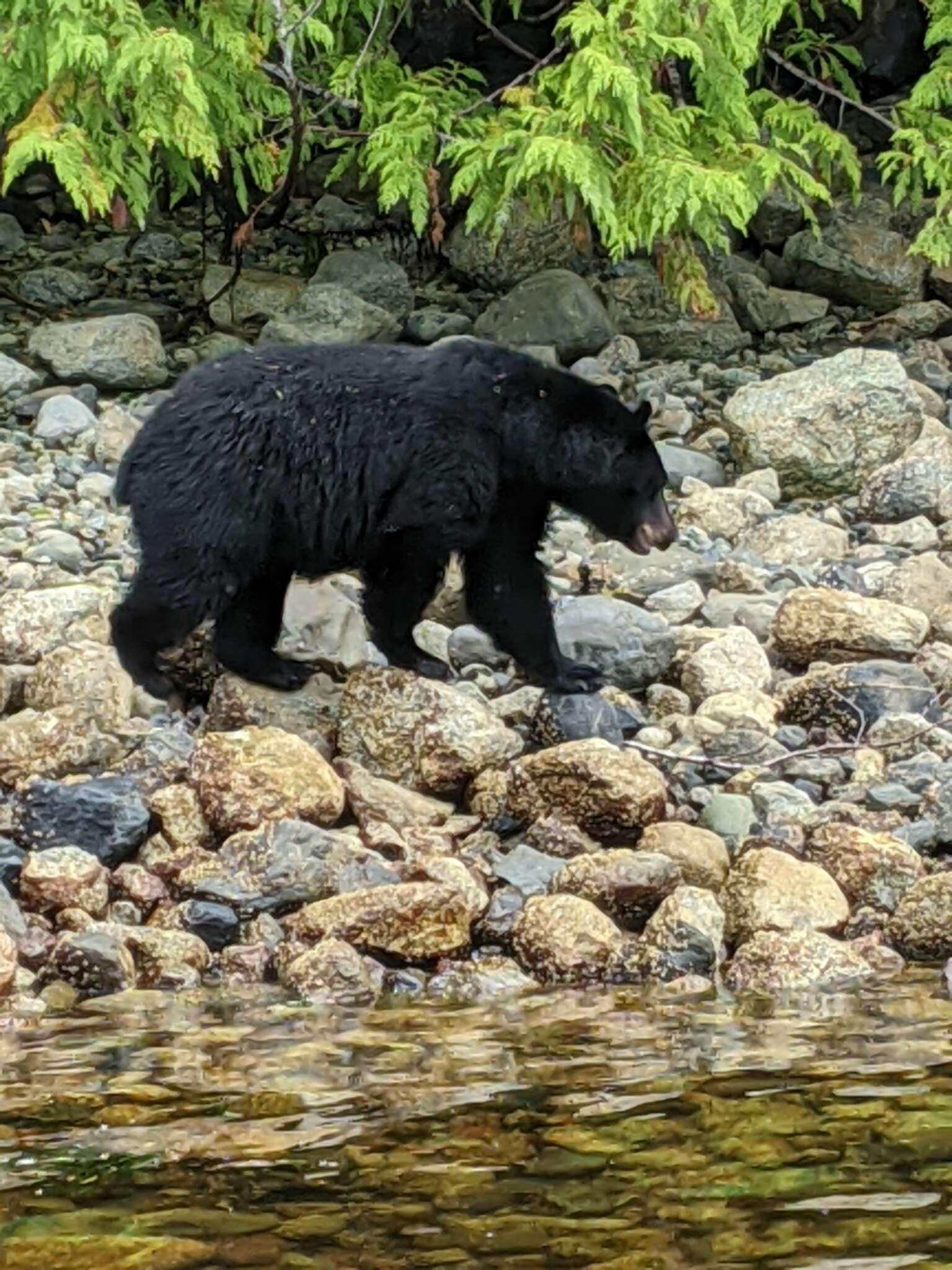 Image of Ursus americanus vancouveri Hall 1928