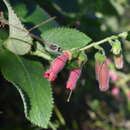 Image of Sinningia sellovii (Mart.) Wiehler