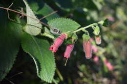 Image of Sinningia sellovii (Mart.) Wiehler