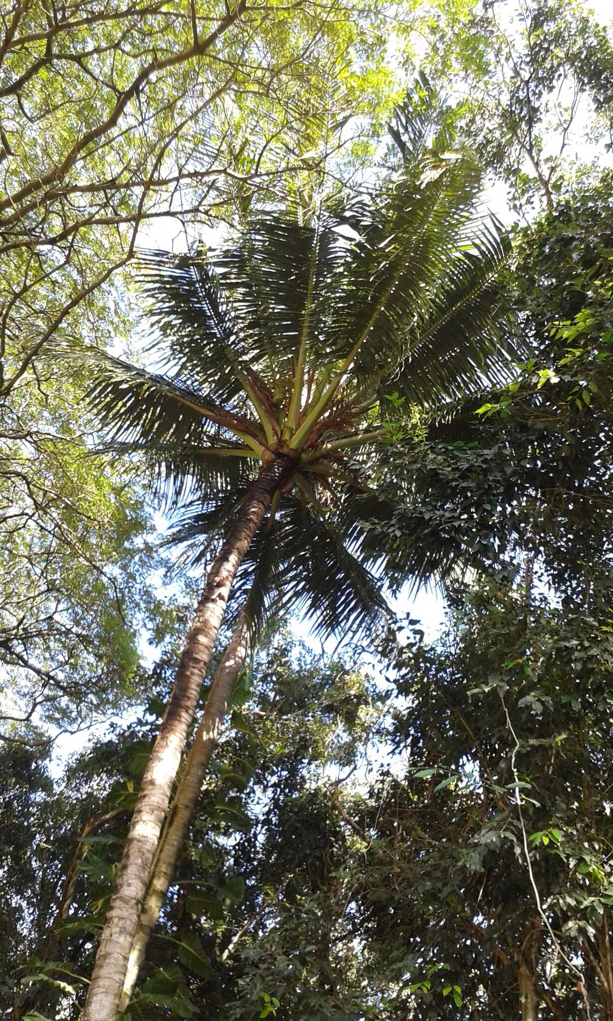 Image of coconut palm