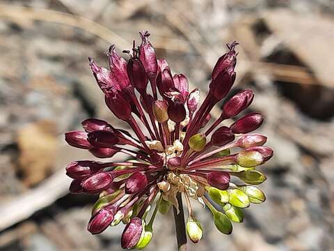 Image of Allium fuscoviolaceum Fomin