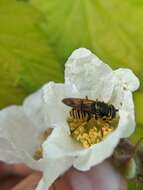 Image of Sphecomyia pattonii Williston 1882