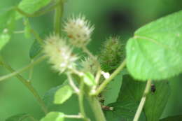 Image de Acalypha aristata Kunth