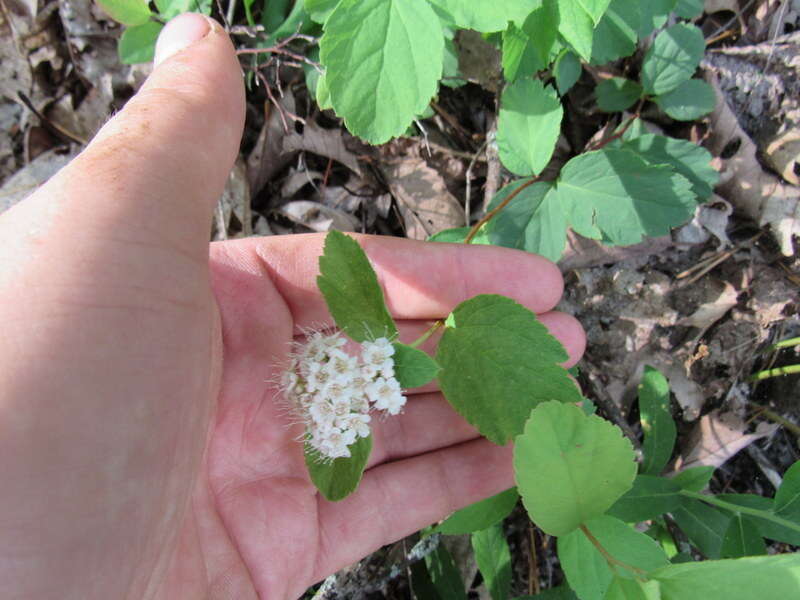 Image of Spiraea corymbosa