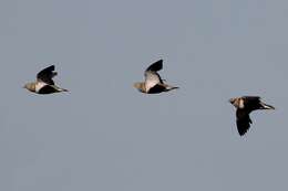 Image of Black-bellied Sandgrouse