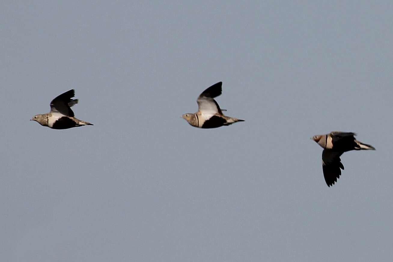 Image of Black-bellied Sandgrouse