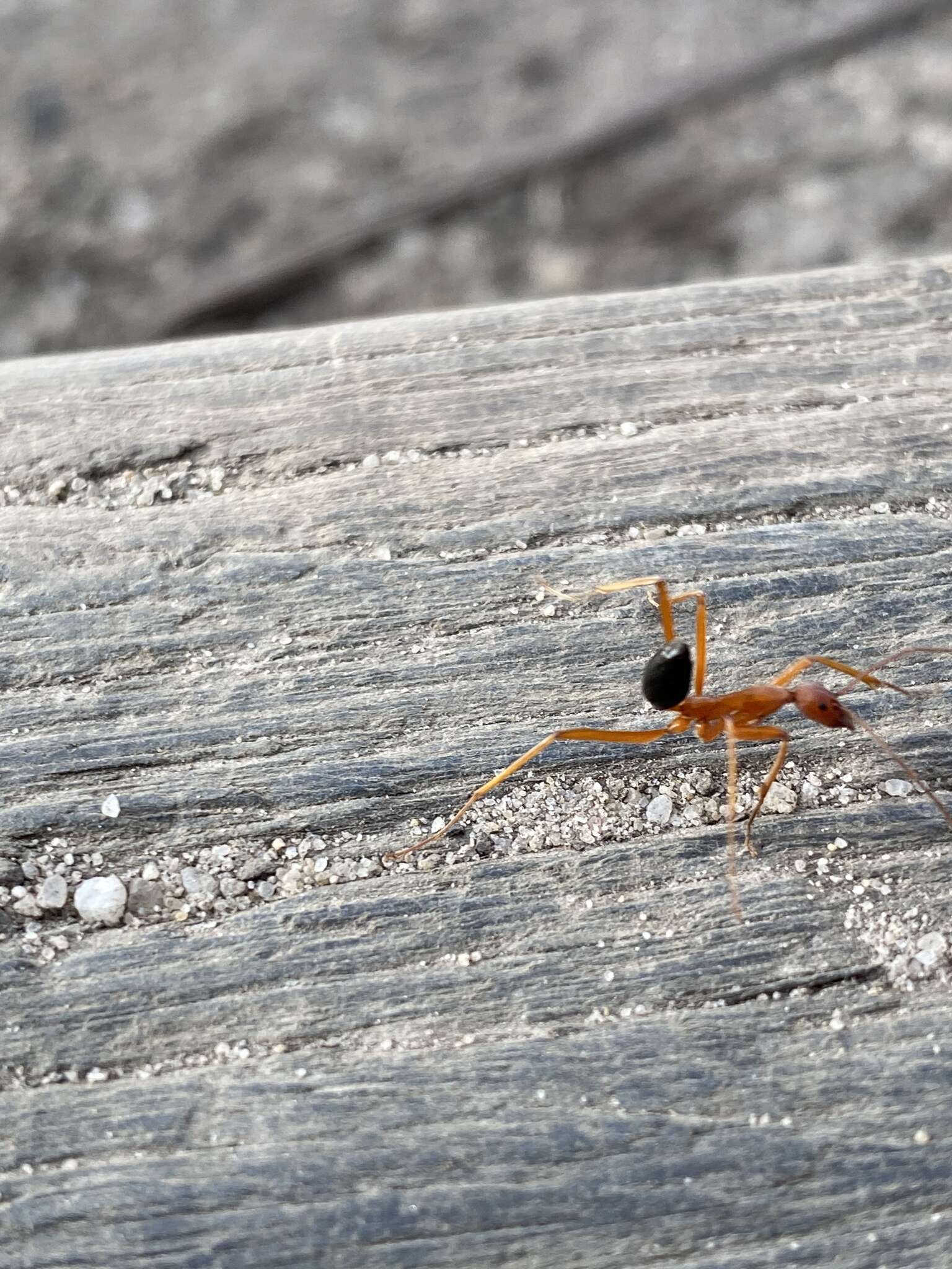 Imagem de Leptomyrmex nigriventris (Guerin-Meneville 1831)