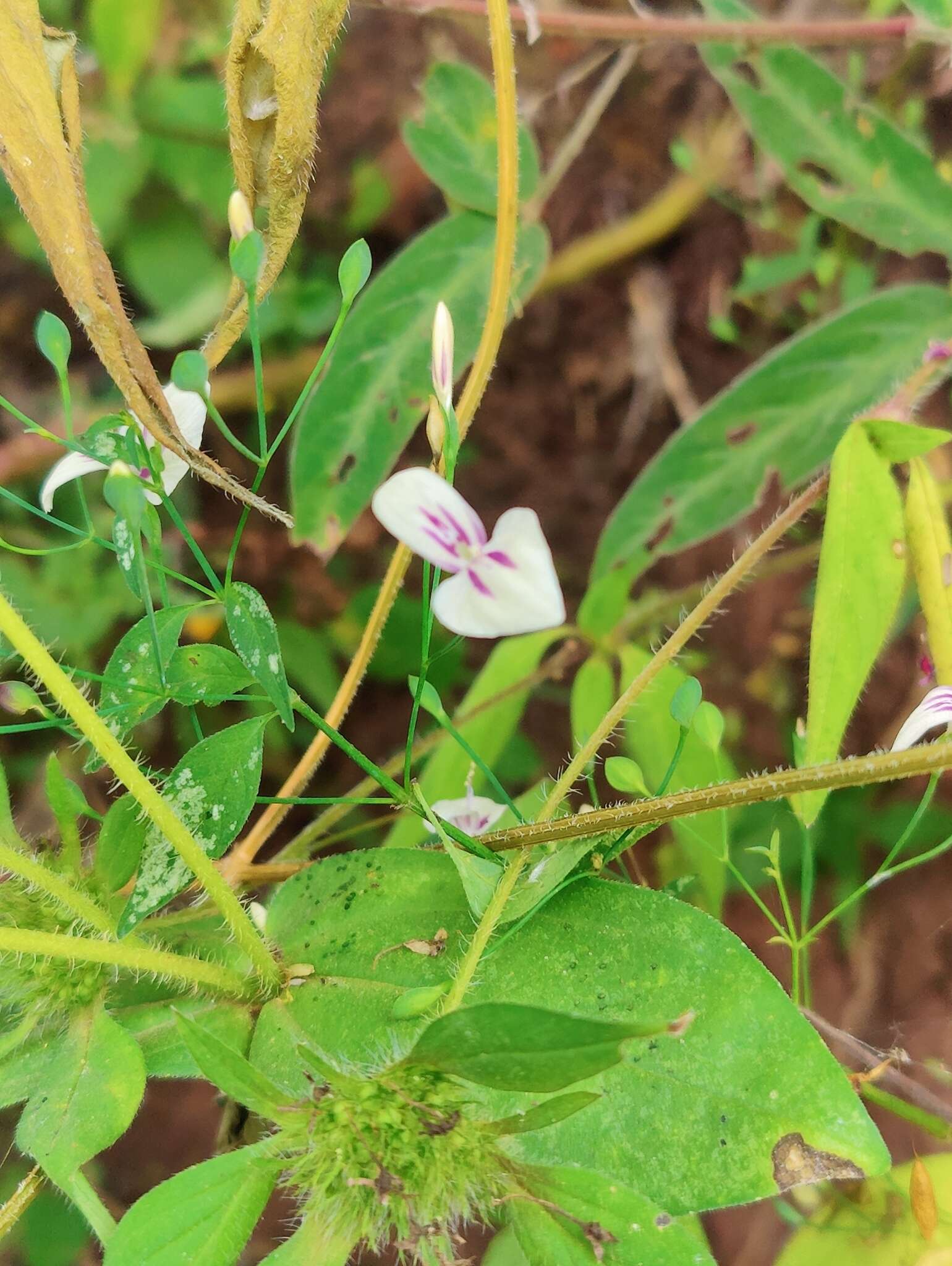 Image of Dicliptera thlaspioides Nees