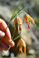 Calochortus raichei Farwig & V. Girard resmi