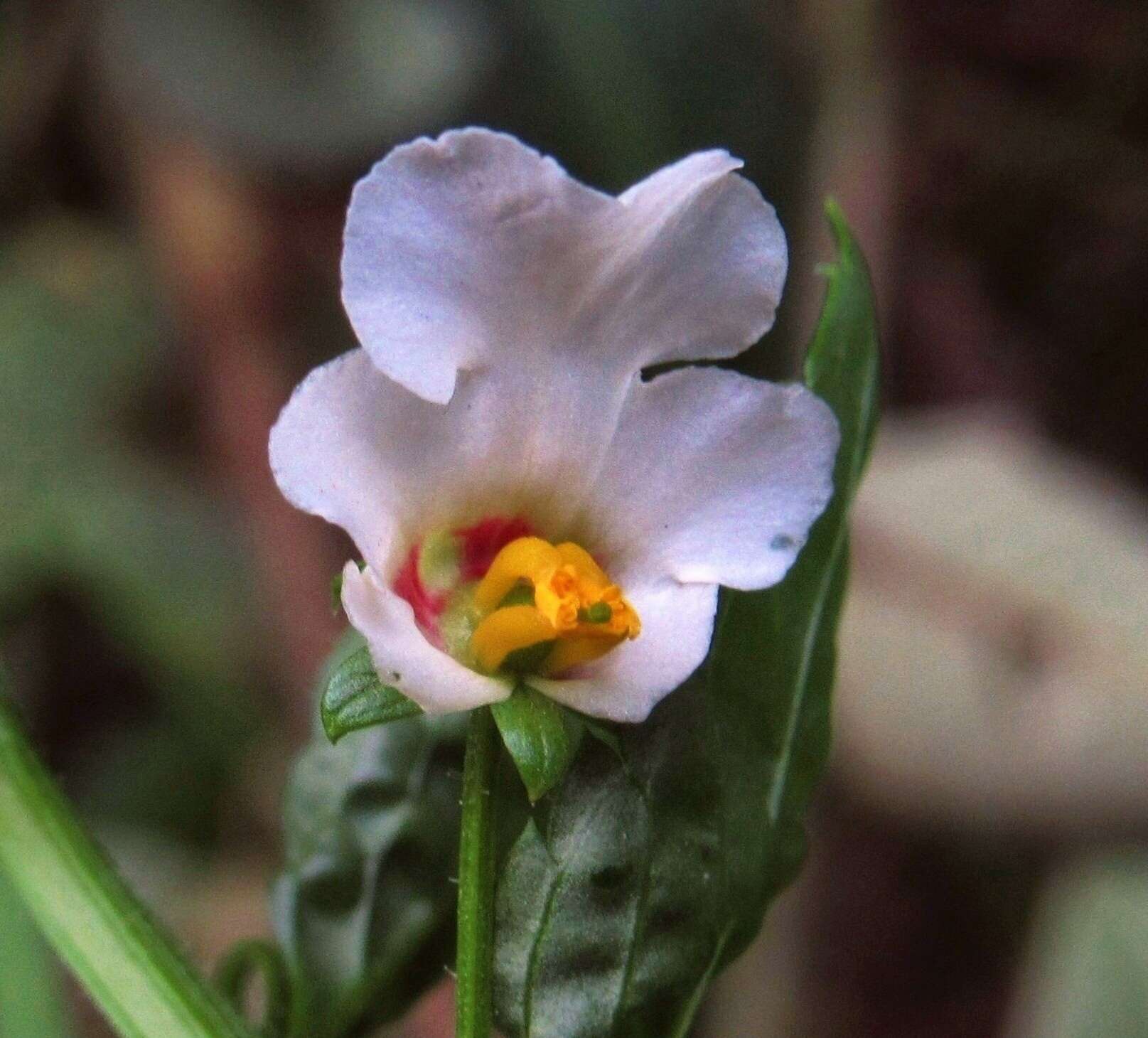 Image of Alonsoa meridionalis (L. fil.) Kuntze