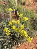 Image of Eriogonum hieracifolium Benth.