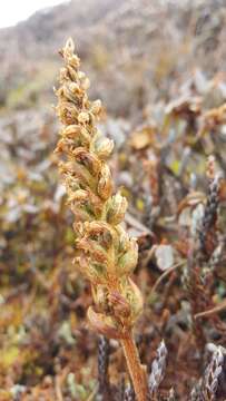 Image of Goodyera fusca (Lindl.) Hook. fil.