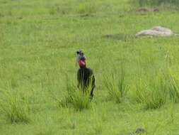 Image of Abyssinian Ground Hornbill