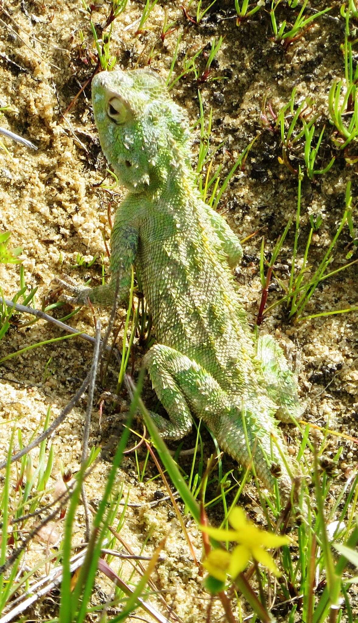 Image of Agama hispida hispida (Kaup 1827)