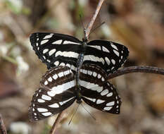 Image of Neptis hylas varmona Moore 1872